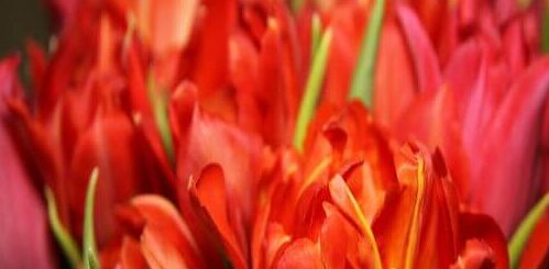 tulipán - vágott virág tartósítás