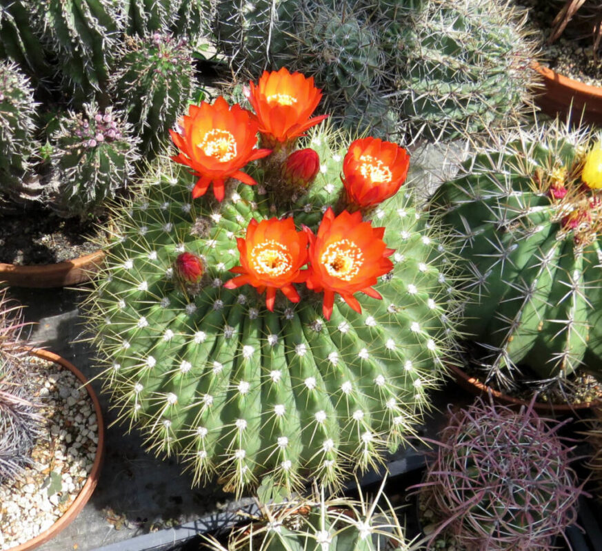 Virágok szimbolikus jelentése K-Ny kaktusz