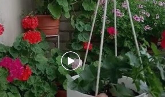 felfüggeszthető virágtartó