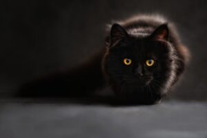 állati babonák - fekete macska