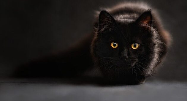 állati babonák - fekete macska