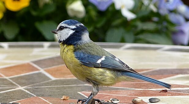 Móra Ferenc: A cinege cipője