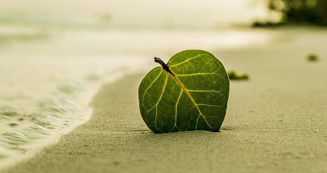 Wass Albert: Mikor mégis egyedül vagy