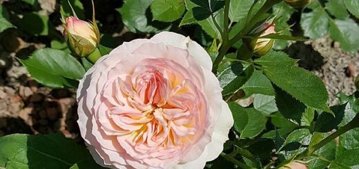 Popper Péter: Önmagaddal nem lehet spórolni