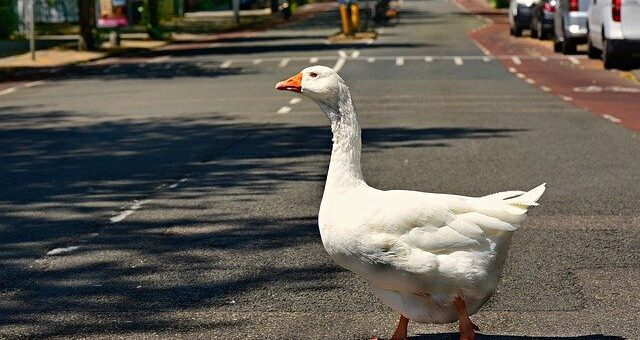 Szent mártor és a libák