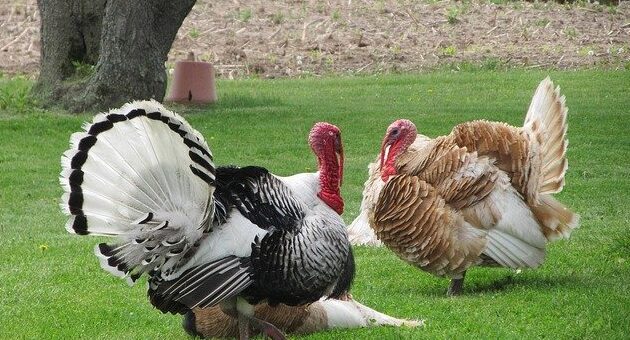 hálaadás - pulykák