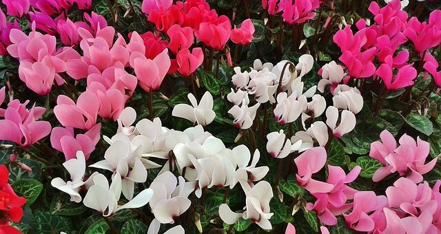 boldogsághozó növény. ciklámen