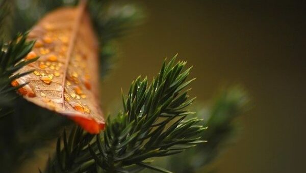Rainer Maria Rilke: Advent