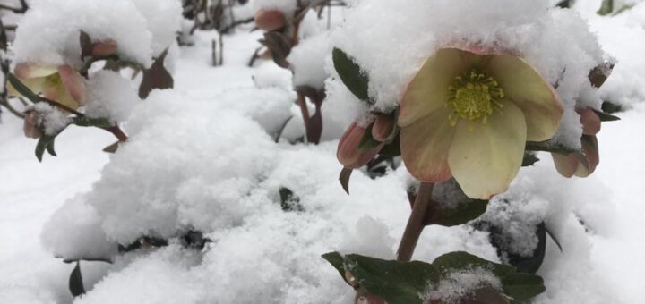 Radnóti Miklós: Február