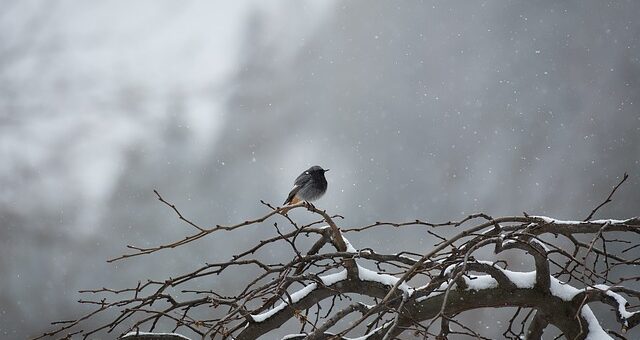 Petőfi Sándor: A puszta télen