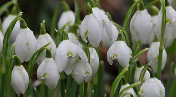 - Hallod-e, napocska! Hol késik meleged? Nézz csak a naptárba: Nők napja közeleg!