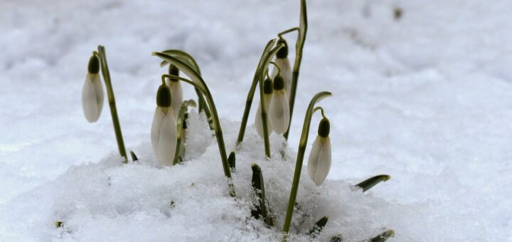 Hóvirág a hóban