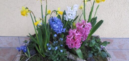 virágos március: jácintik, nárciszok