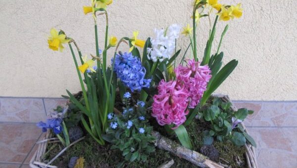 virágos március: jácintik, nárciszok