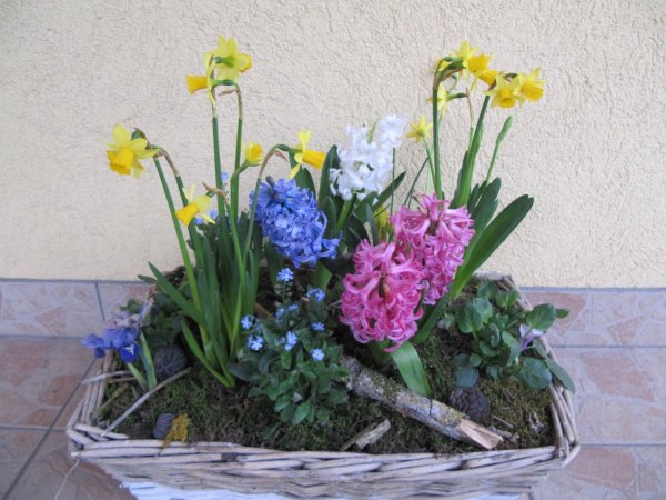 virágos március: jácintik, nárciszok