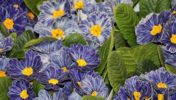 kék primulák sárga középpel