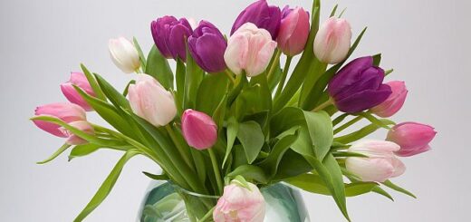 Kányádi Sándor: Köszöntő március 8-ra