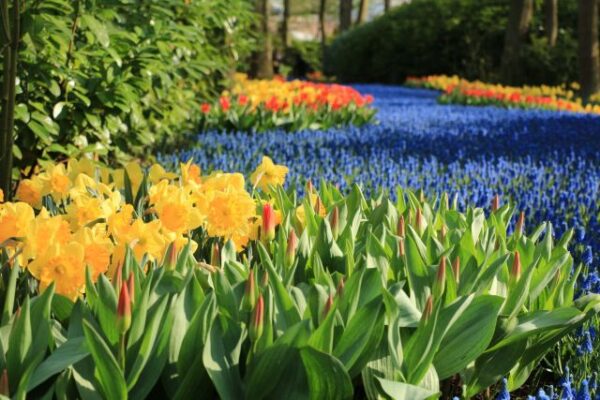 Keukenhof, a világ legszebb kertje