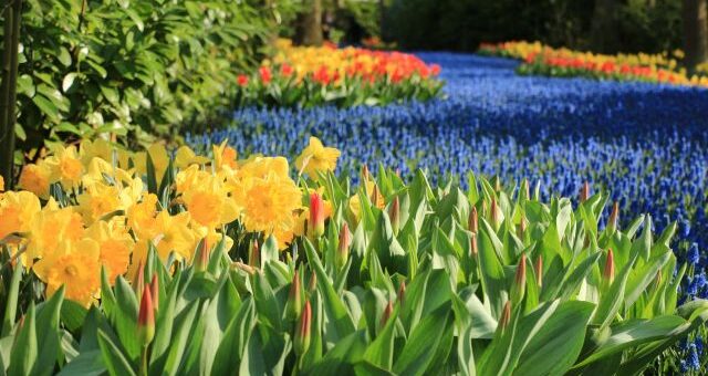 Keukenhof, a világ legszebb kertje