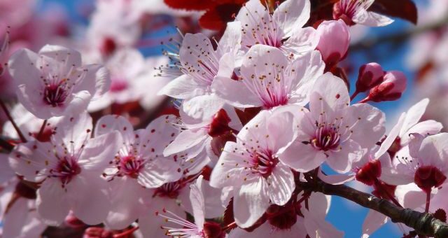 Szabó Lőrinc: Áprilisi rügyekhez