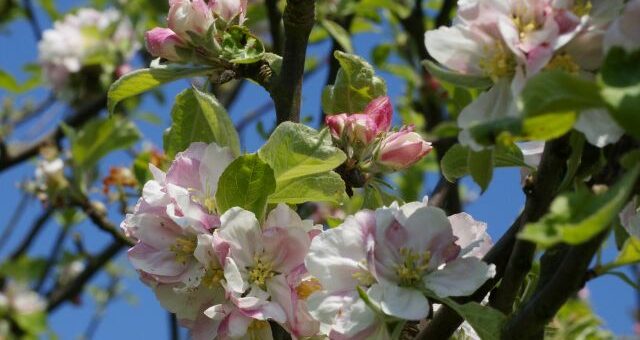 József Attila: Szeretném, ha vadalmafa lennék