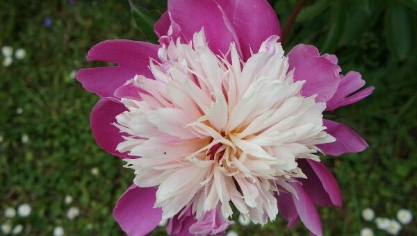 Arany János: Ünneprontók pünkösdre