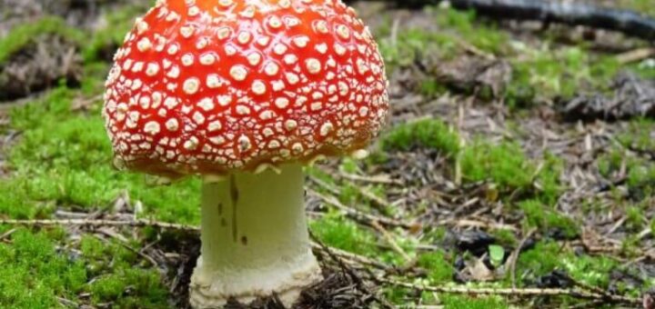 gombák csodálatos világa