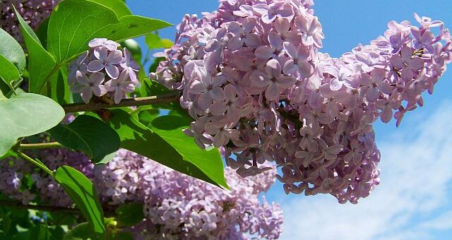 Várnai Zseni: Orgona