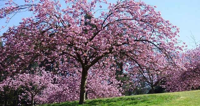 Kosztolányi Dezső: Üllői-úti fák