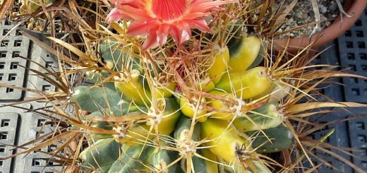 kaktusz kiállítás