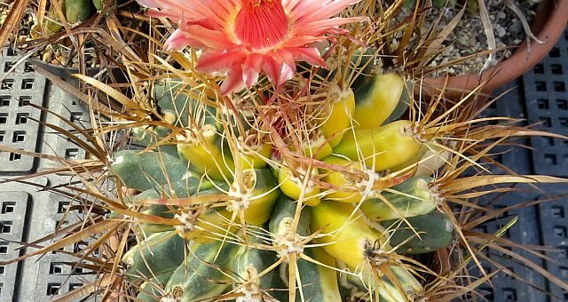 kaktusz kiállítás