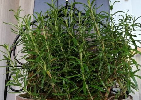 rozmaring szimbólumrendszere