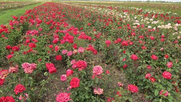 Szőregi rózsaföldek