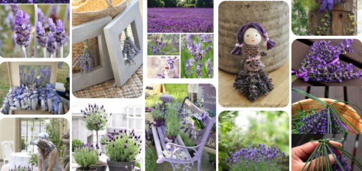levendulás Pinterest tábla