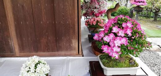 Csodálatos bonsai kiállítás Japánban