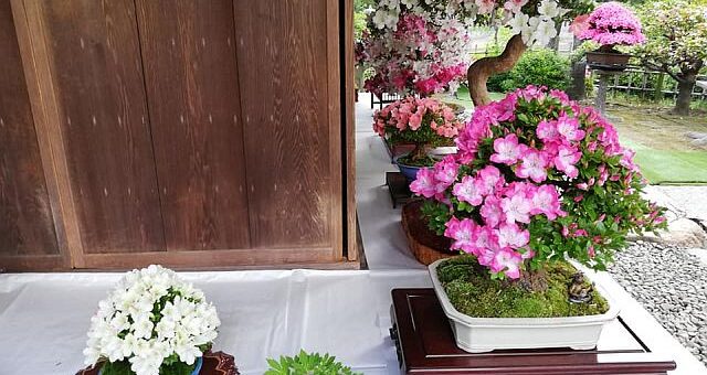 Csodálatos bonsai kiállítás Japánban