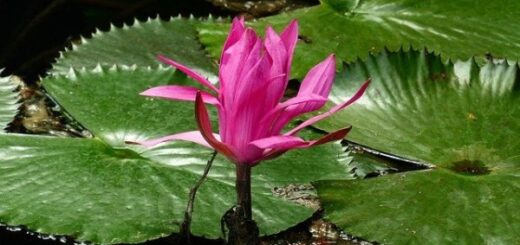 Várnai Zseni: Álmodni puszta földön