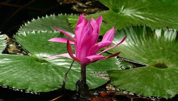 Várnai Zseni: Álmodni puszta földön