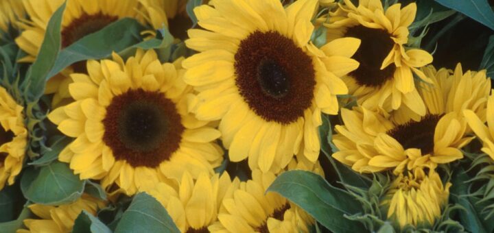 Füle Lajos: Fényjáték