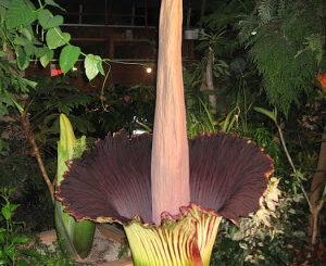 A világ legnagyobb és legbüdösebbnek tartott virága a titán buzogány (titan arum), vagy egyszerűen csak óriás kontyvirág.