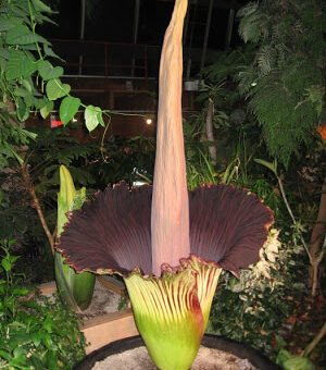 A világ legnagyobb és legbüdösebbnek tartott virága a titán buzogány (titan arum), vagy egyszerűen csak óriás kontyvirág.