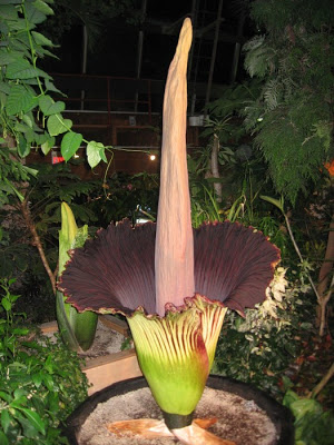 A világ legnagyobb és legbüdösebbnek tartott virága a titán buzogány (titan arum), vagy egyszerűen csak óriás kontyvirág.