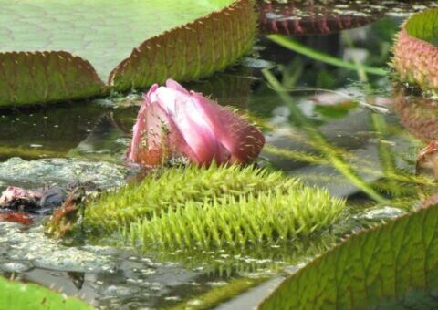 Füvészkert Viktória háza