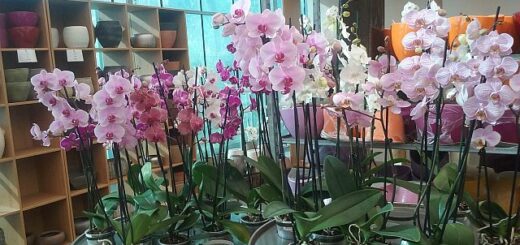 Trópusi orchideafarm Szlovéniában