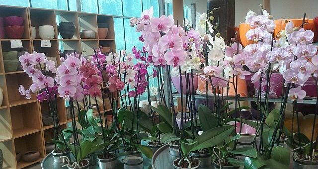 Trópusi orchideafarm Szlovéniában