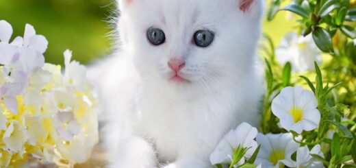 Állatok Világnapja