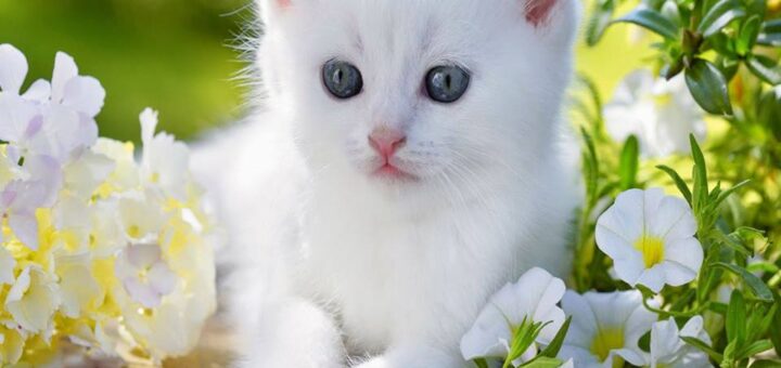 Állatok Világnapja