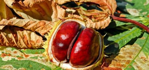 Nemes Nagy Ágnes: Gesztenyefalevél