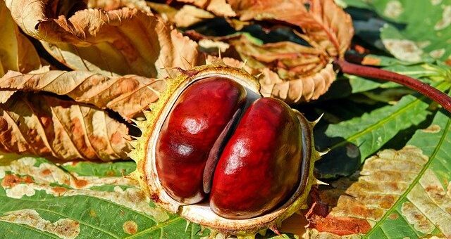 Nemes Nagy Ágnes: Gesztenyefalevél