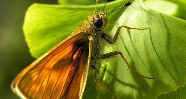 Így szexelnek a virágok